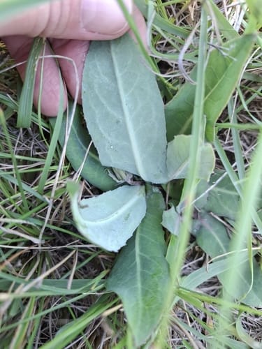 Sonchus nanus