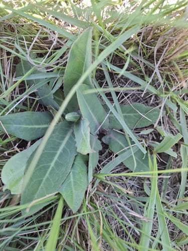 Sonchus nanus