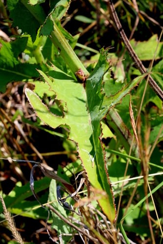 Sonchus wilmsii