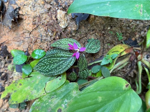 Sonerila maculata
