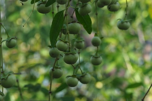 Sonneratia apetala
