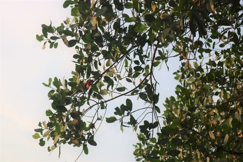 Sonneratia caseolaris