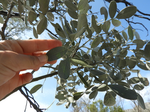 Sophora secundiflora