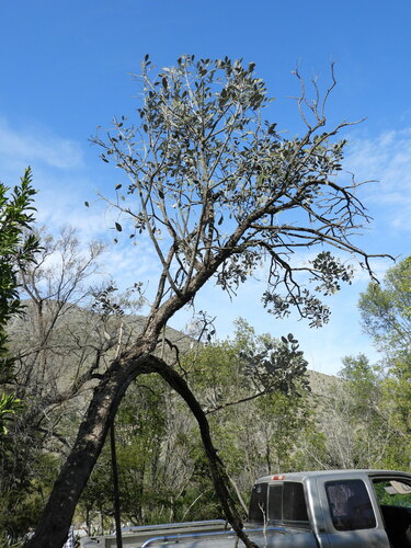 Sophora secundiflora