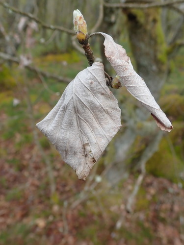Sorbus aria