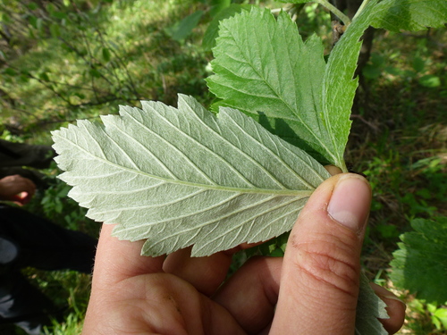 Sorbus austriaca