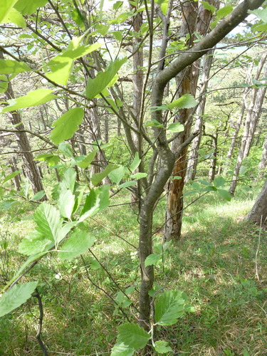 Sorbus austriaca