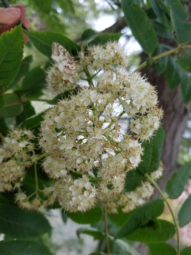 Sorbus decora