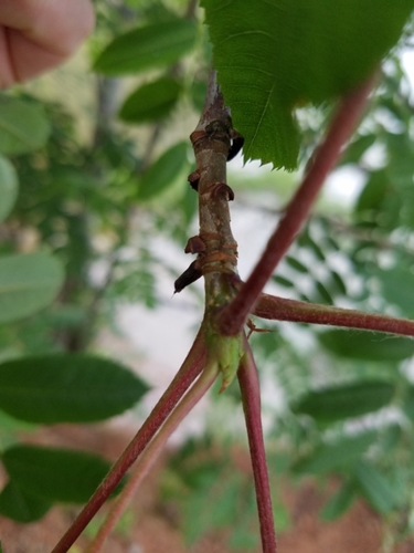 Sorbus decora