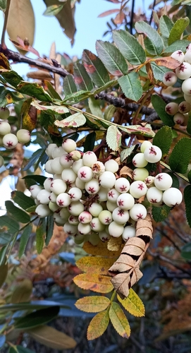 Sorbus foliolosa