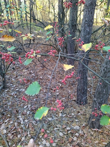 Sorbus intermedia