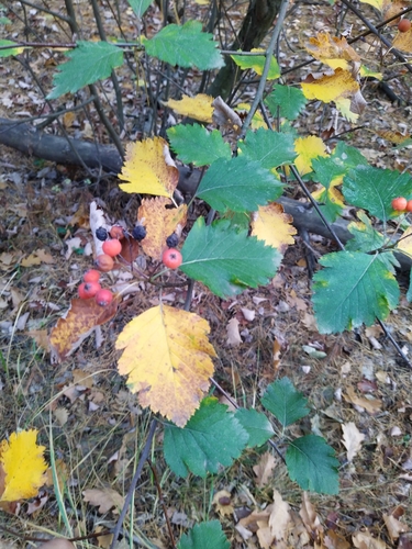 Sorbus intermedia