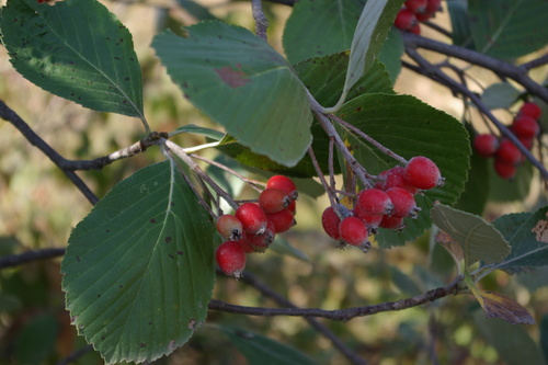 Sorbus subfusca