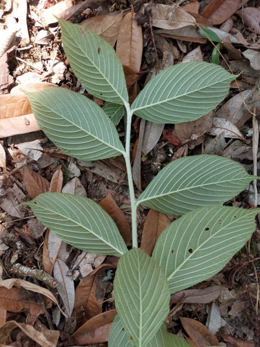 Sorbus thibetica