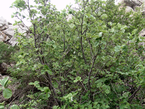 Sorbus umbellata