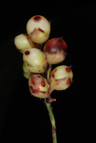 Sorghum bicolor