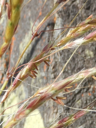 Sorghum plumosum
