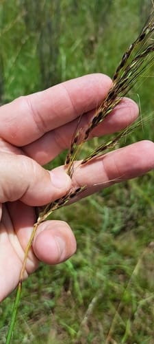 Sorghum versicolor