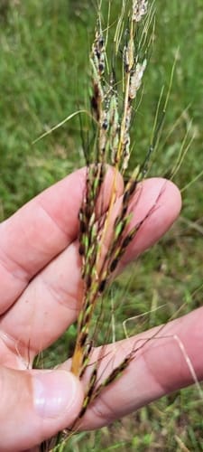 Sorghum versicolor