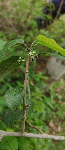Sorocea sprucei