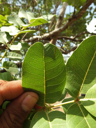 Soymida febrifuga