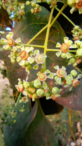 Soymida febrifuga