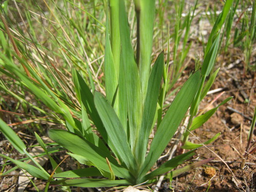 Sparaxis bulbifera