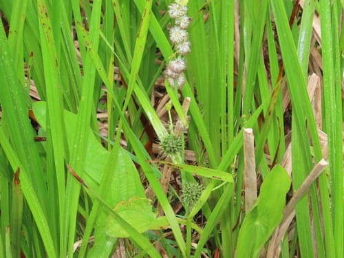 Sparganium eurycarpum