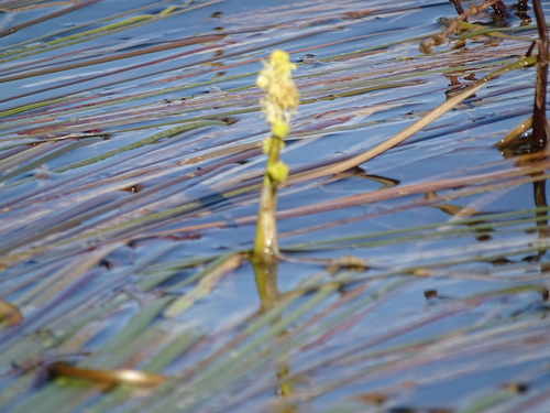 Sparganium longifolium