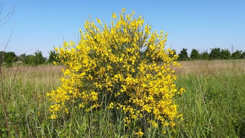 Spartium junceum