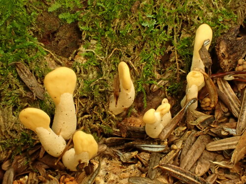 Spathularia flavida