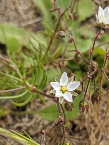 Spergula arvensis
