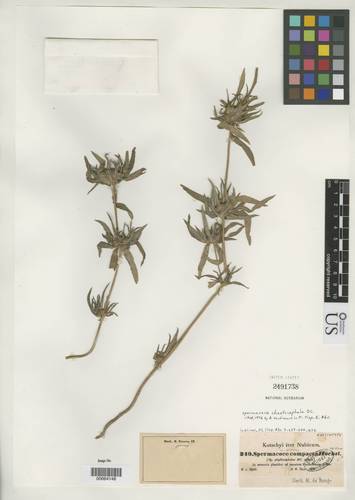 Spermacoce chaetocephala