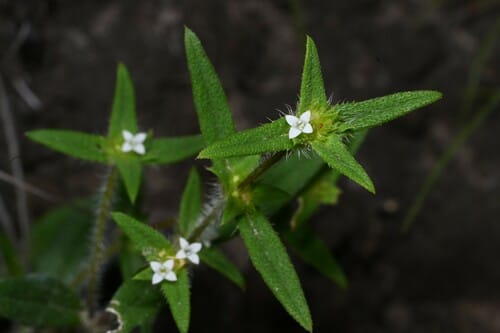 Spermacoce neohispida