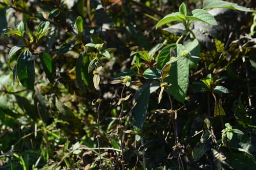 Spermacoce ocymoides