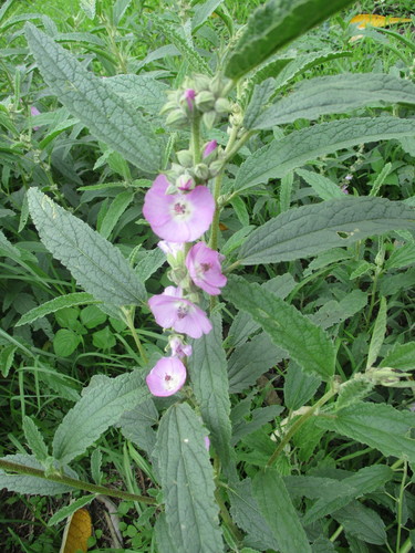 Sphaeralcea angustifolia
