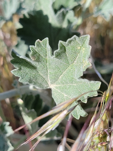 Sphaeralcea munroana