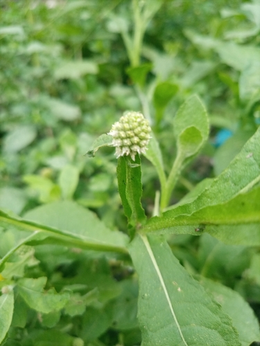Sphaeranthus africanus