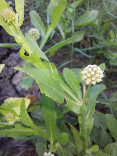 Sphaeranthus africanus