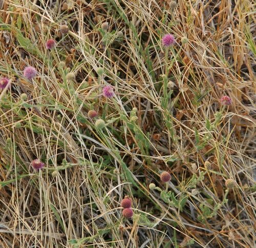 Sphaeranthus flexuosus