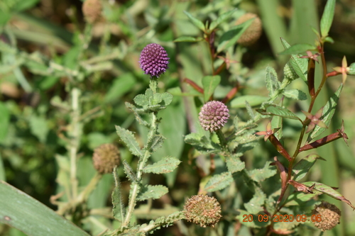 Sphaeranthus indicus