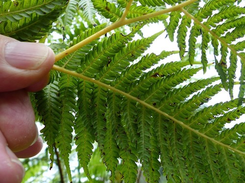 Sphaeropteris lunulata