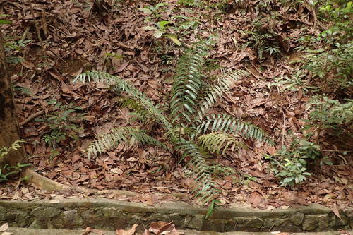 Sphaeropteris moluccana
