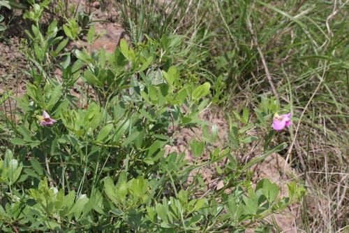 Sphenostylis marginata subsp. erecta