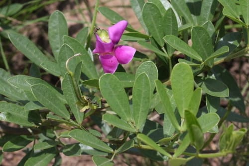 Sphenostylis marginata subsp. erecta