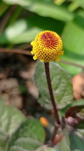 Spilanthes acmella