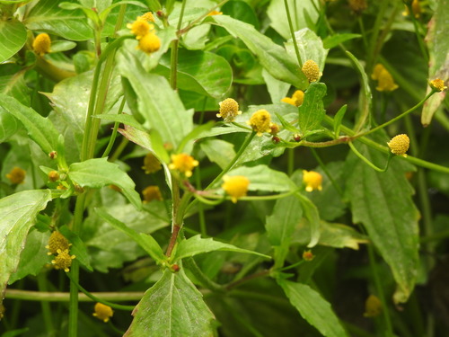 Spilanthes paniculata
