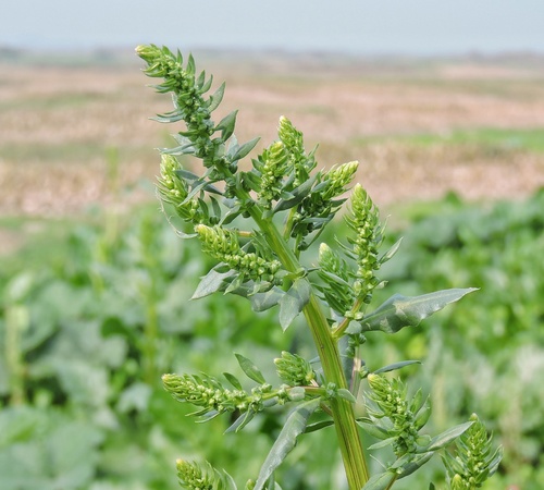 Spinacia oleracea