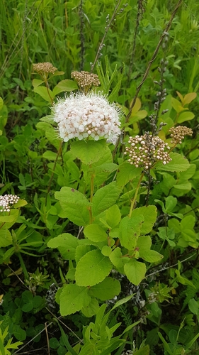 Spiraea betulifolia