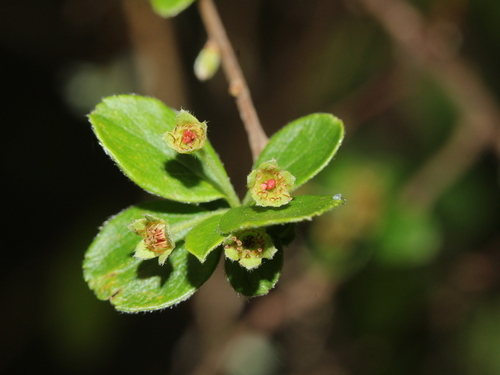 Spiraea prunifolia